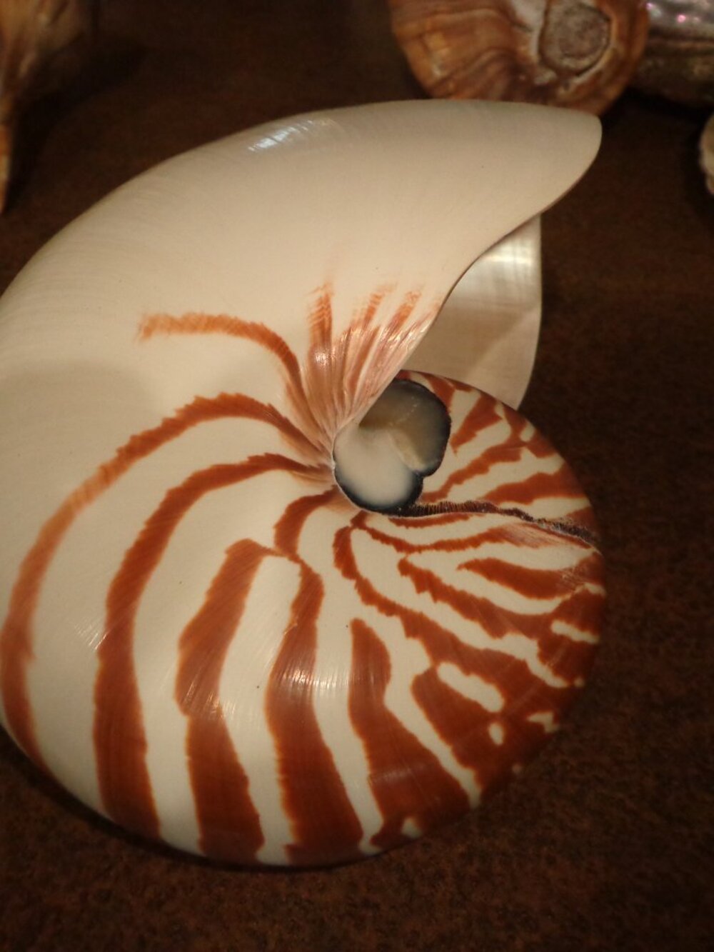 Sea Shell 8" Natural Nautilus Whole Nature's Beauty